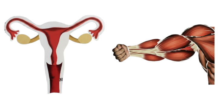 PNG Detailed anatomical of female reproductive organs alongside a muscular arm.