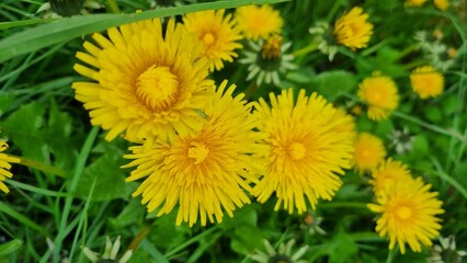 yellow dandelions on green background, yellow dandelion close-up. Dandelion blooms in the field on green grass.