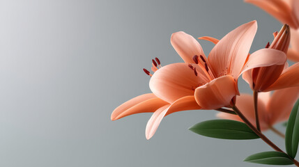 Vibrant orange lily shows joyful beauty with its delicate petals