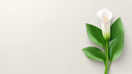 Elegant calla lily bud with unfurling leaves evokes purity and serenity
