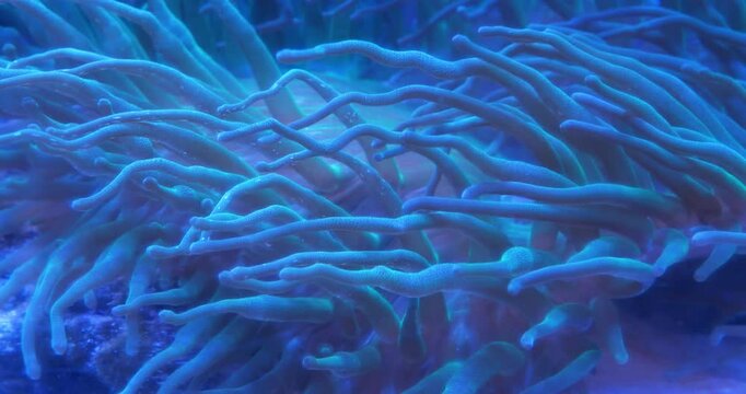 Sea anemones - group of predatory marine invertebrates constituting order Actiniaria. Sea anemones are classified in phylum Cnidaria, class Anthozoa, subclass Hexacorallia