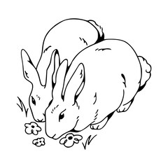 adorable hares foraging in a field sketch