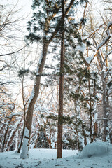 A quiet winter forest covered in deep snow, with bare trees framing a soft mountain glow in the background. The muted colors and calm composition evoke a serene, meditative atmosphere.