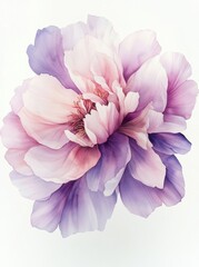 Fototapeta premium A delicate watercolor painting of an elegant peony, its petals rendered in soft pinks and purples 