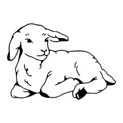 adorable baby sheep vector drawing