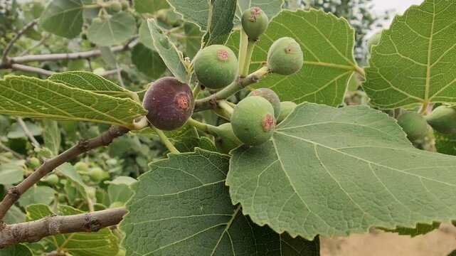Common Fig or the Ficus Carica green fruits on a tree
