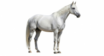Fototapeta premium horse isolated on white background