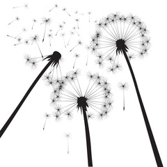 black outline dandelions composition