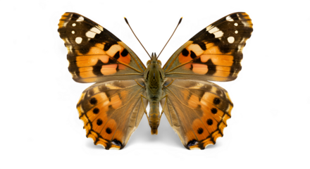 Detailed Close-Up of a Painted Lady Butterfly with Open Wings.