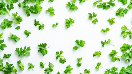 Fresh green parsley leaves isolated on white background and texture