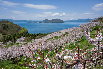 桜咲き 梅満開の壮瞥公園の展望台から洞爺湖 羊蹄山が見渡せる絶景