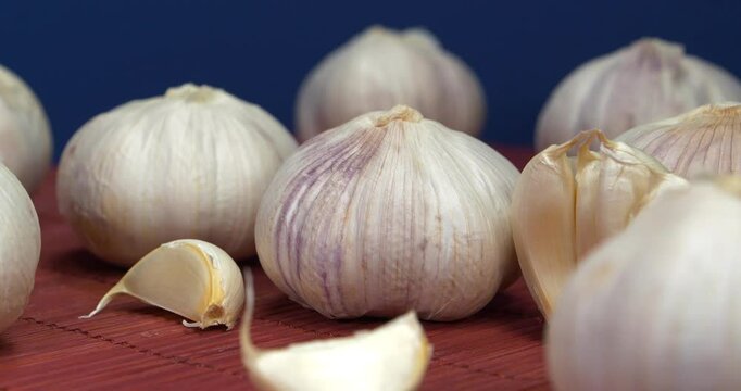 Garlic rotates on dark blue background. Garlic, Allium sativum, species of bulbous flowering plants in genus Allium. Garlic - very healthy product with many beneficial properties for health