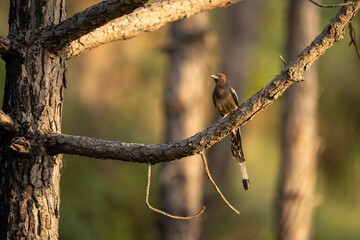 A Beautiful Rufous treepie
 Bird Perched on a Tree Branch in Natural Light