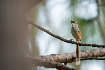 Himalayan prinia  Bird Singing on a Branch in a Forest