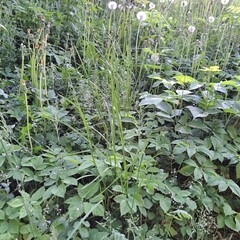 plants in the garden