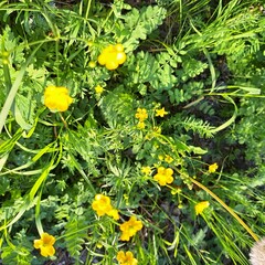 yellow flowers in the garden