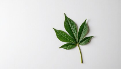 Obraz premium Cassava leaf on minimalist white background