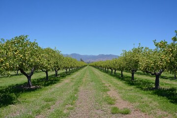 Serene orchard with blossoming fruit trees and a clear sky.