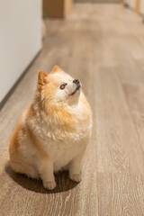 Adorable elderly fluffy blind Pomeranian dog with cloudy eyes sitting on wooden floor looking up