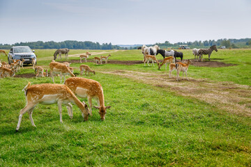 Safari park with spotted deer zebras and horses grazing peacefully in green meadow while visitors observe from cars for wildlife tourism concept