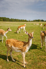 Beautiful spotted deer standing in green meadow field with herd grazing peacefully for wildlife nature and conservation concept