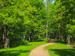 Sunny lighting tree trail in the park.