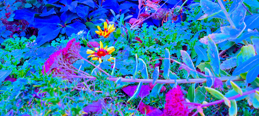 Blossoms in a Cold Night