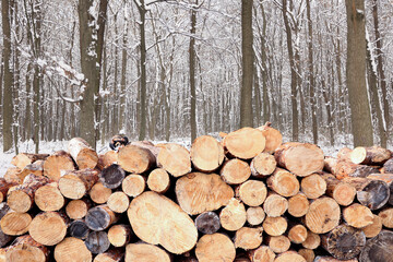 Stacked cut firewood near trees in winter forest