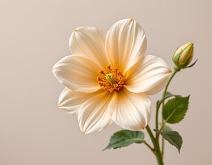 Fototapeta premium soft flower with a light colored background