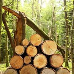 Pile of cut firewood near trees in forest
