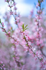 cherry and pear branch with white flowers and leaves on a blue sky background