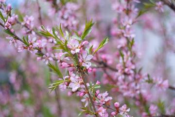Fototapeta premium cherry and pear branch with white flowers and leaves on a blue sky background