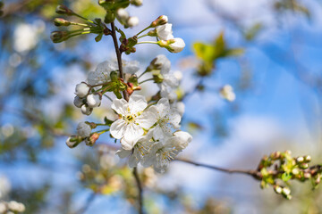 cherry and pear branch with white flowers and leaves on a blue sky background