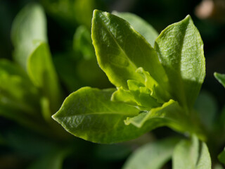 plant background of green leaves of a field plant in natural conditions, botany