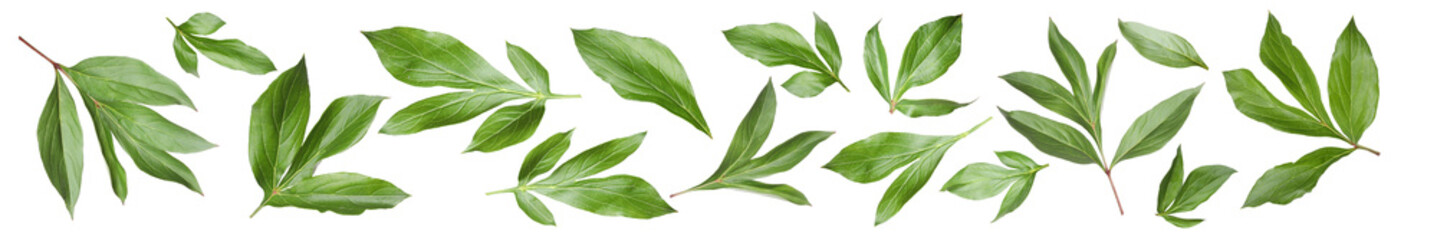 Obraz premium Green peony leaves isolated on white, set