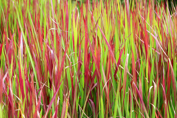 Japanese bloodgrass cultivar (Imperata cylindrica) 'Red Baron' texture background