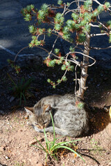 Little cat relaxing on ground under conifer tree (Delphi, Greece)