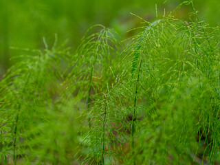 Lush green stems of the field horsetail with blurry background. Equisetum arvense, the field horsetail or common horsetail. Prehistoric plants today   
