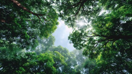 A view of a canopy of trees with a glimpse of the sky peeking through, showcasing vibrant greenery and a serene atmosphere.