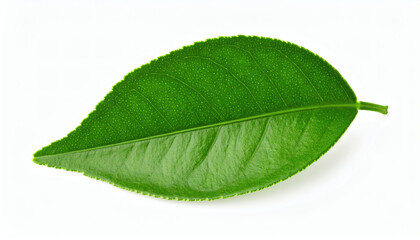 Lemon leaf isolated on white background with clipping path, fresh green citrus foliage botanical design element