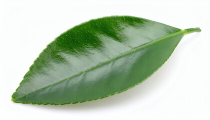 Lemon leaf isolated on white background with clipping path, fresh green citrus foliage botanical design element