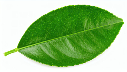 Lemon leaf isolated on white background with clipping path, fresh green citrus foliage botanical design element