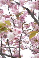 pink cherry blossom