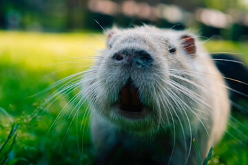 close up of a prairie dog