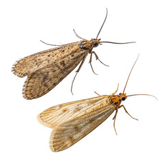 Moths on White Background