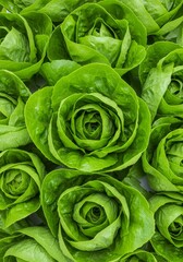 Fototapeta premium Fresh Green Lettuce Rosettes - Close-up of vibrant green lettuce leaves arranged in a rosette pattern, ideal for healthy eating and culinary