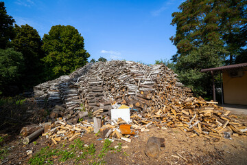 A massive pile of various logs, including birch, is stacked outdoors under a clear blue sky,...