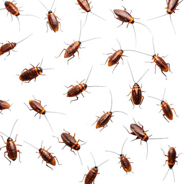 Swarm of Cockroaches