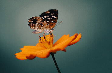 Lindas fotos tiradas no quintal de casa, com suas belas cores e natureza linda.