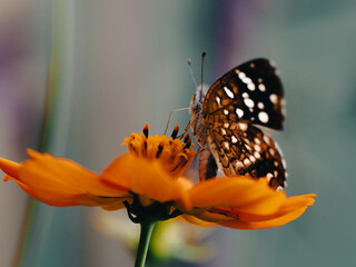 Lindas fotos tiradas no quintal de casa, com suas belas cores e natureza linda.